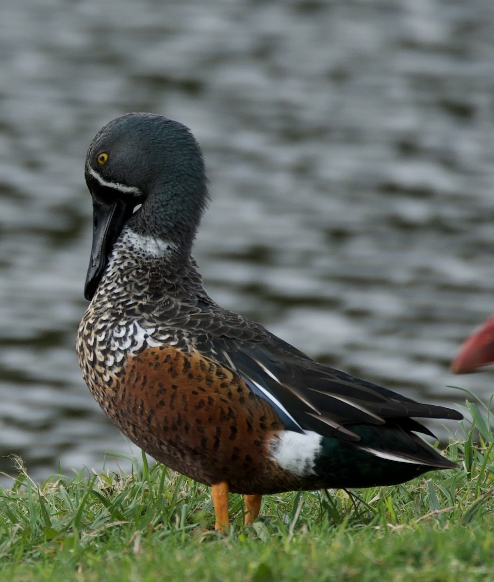 Australasian Shoveler - ML595681611