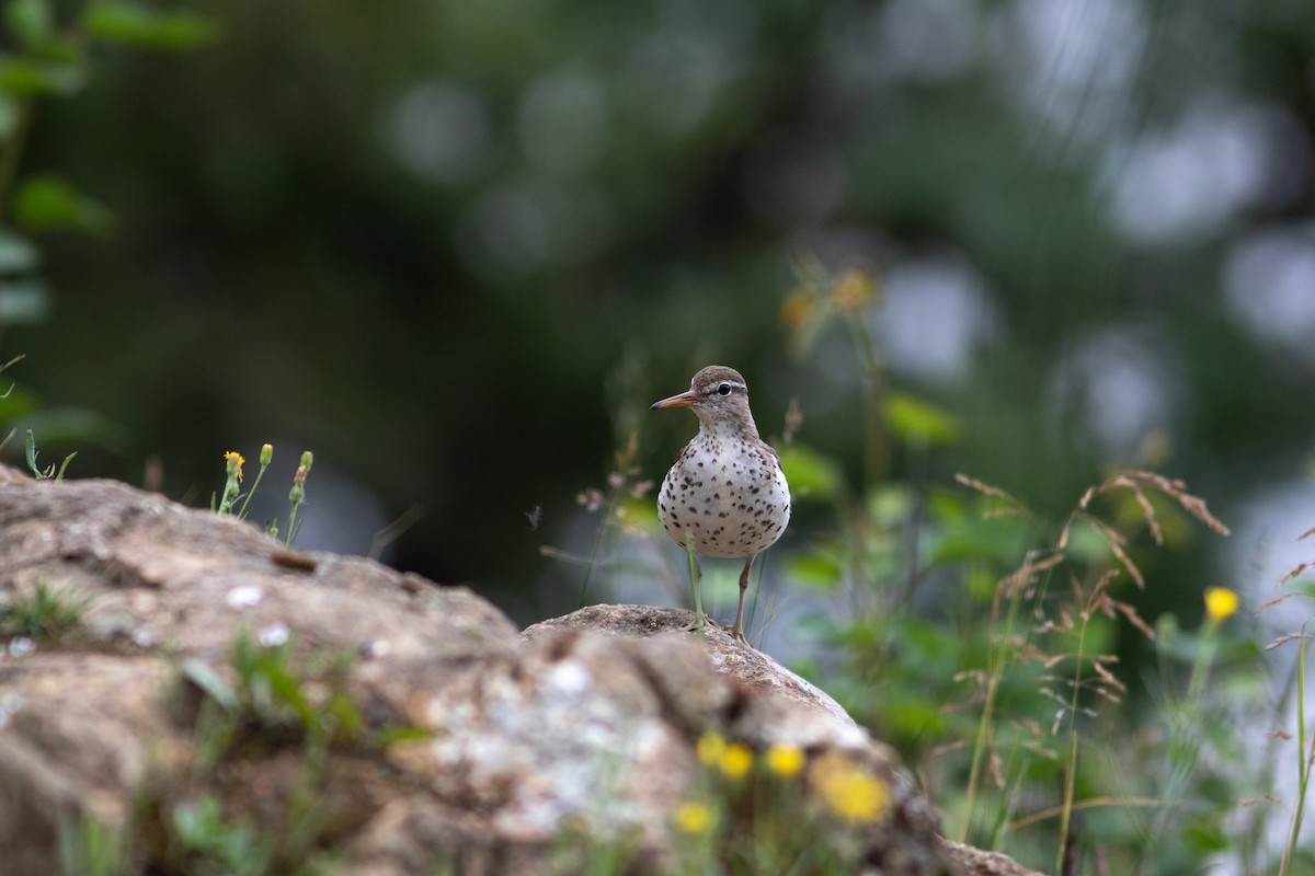 Spotted Sandpiper - ML595681881