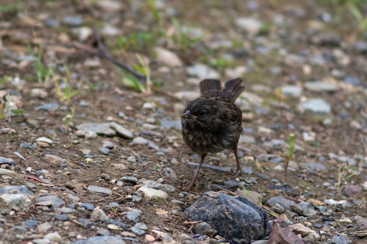 Song Sparrow - ML595681891