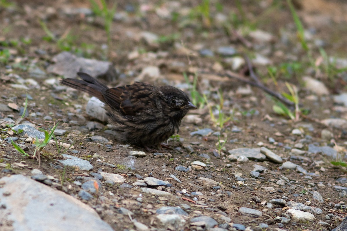 Song Sparrow - ML595681901