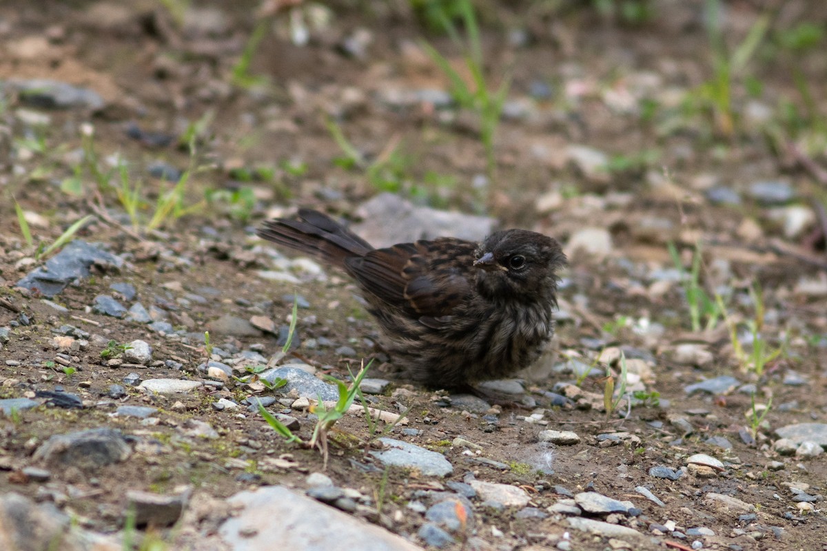 Song Sparrow - ML595681911