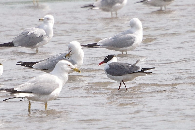 Laughing Gull - JW  Mills