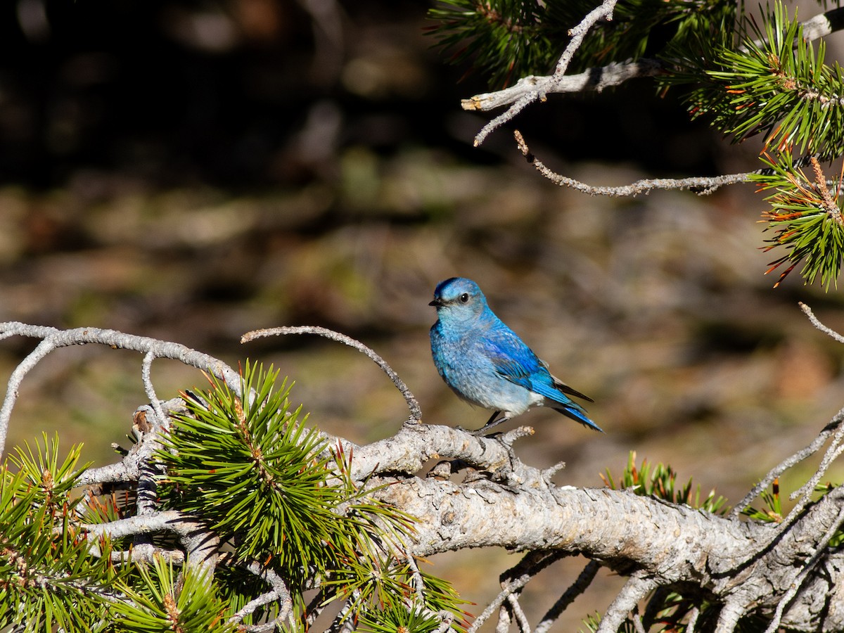 Mountain Bluebird - ML595683811