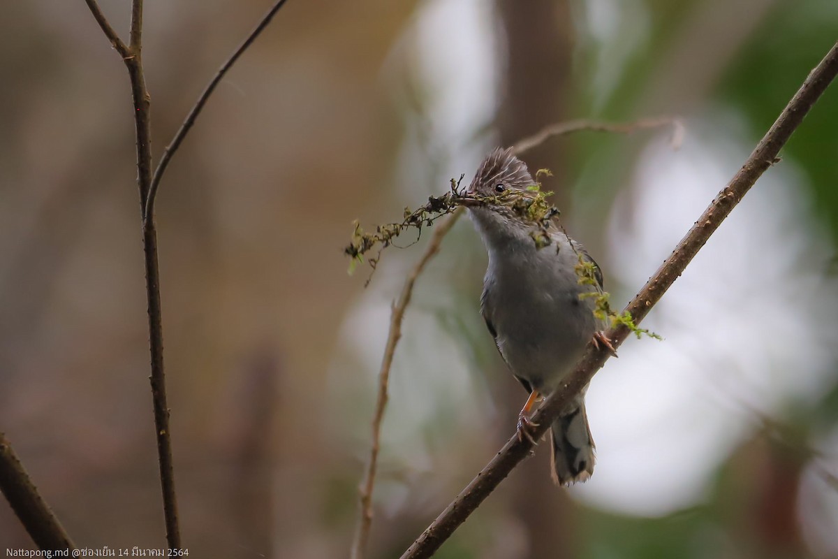 Striated Yuhina - ML595684031