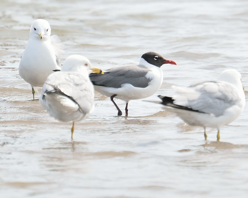 Laughing Gull - JW  Mills