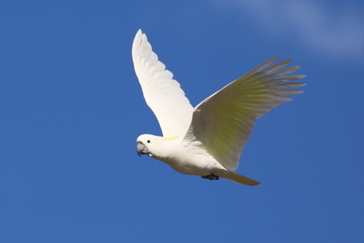 Sulphur-crested Cockatoo - ML595684461