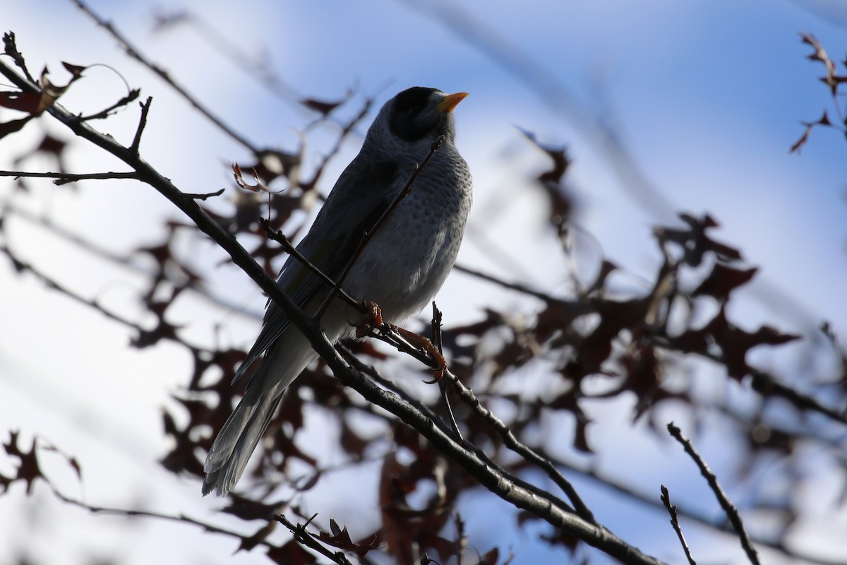 Weißstirn-Schwatzvogel - ML595684521