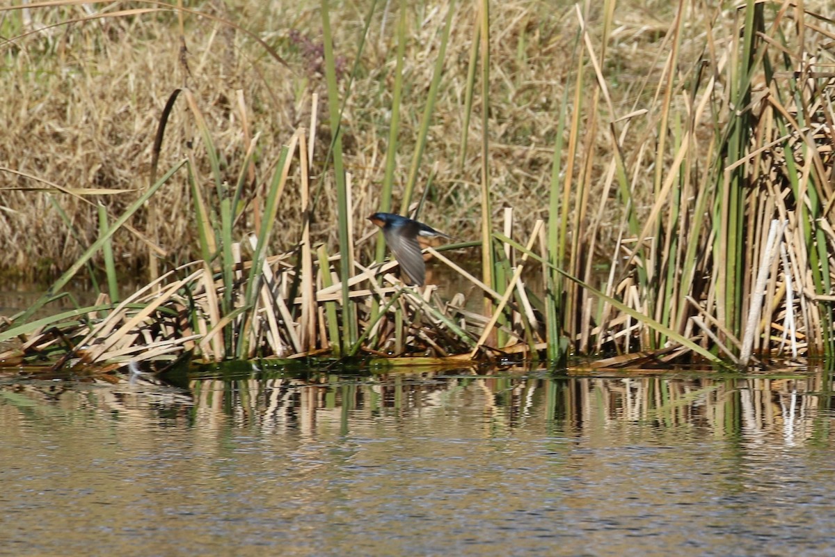 Hirondelle messagère - ML595684531