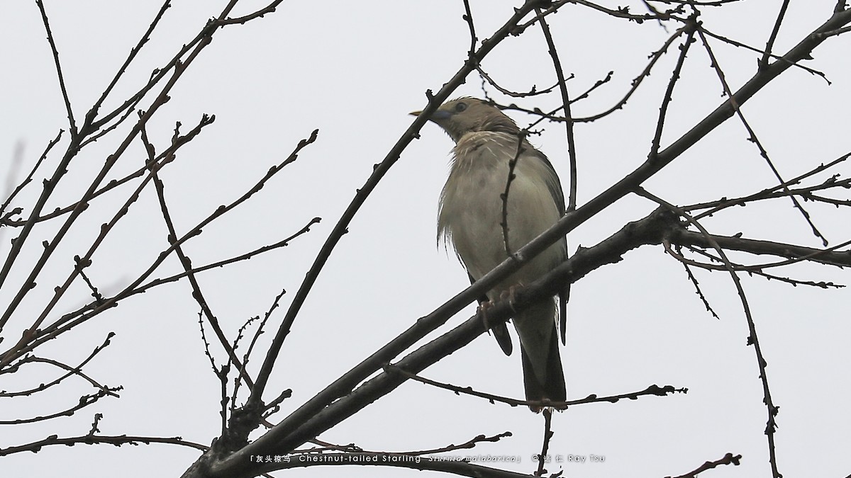 Chestnut-tailed Starling - Ray Tsu 诸 仁