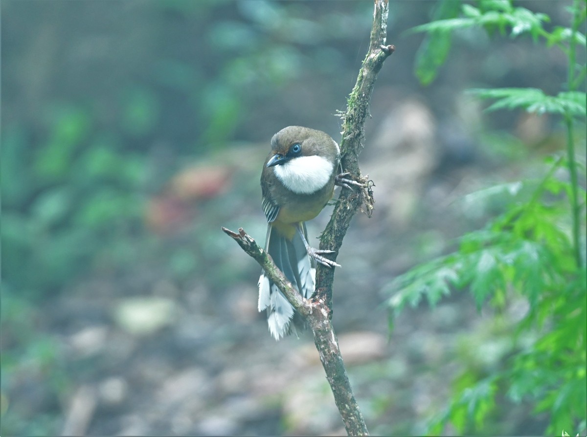 White-throated Laughingthrush - DEBASISH CHATTEERJEE