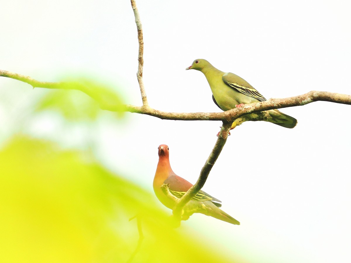 Cinnamon-headed Green-Pigeon - ML595685311
