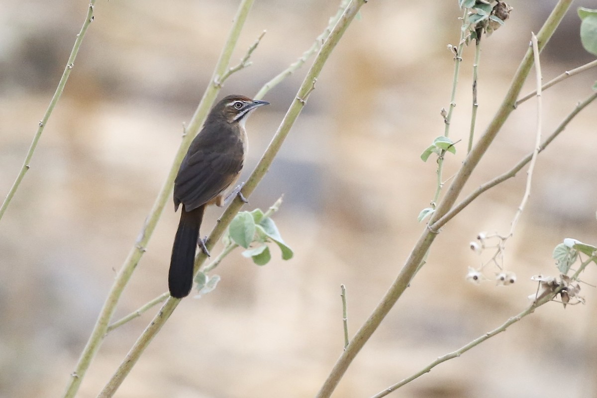 Moustached Grass-Warbler - Mathieu Bally