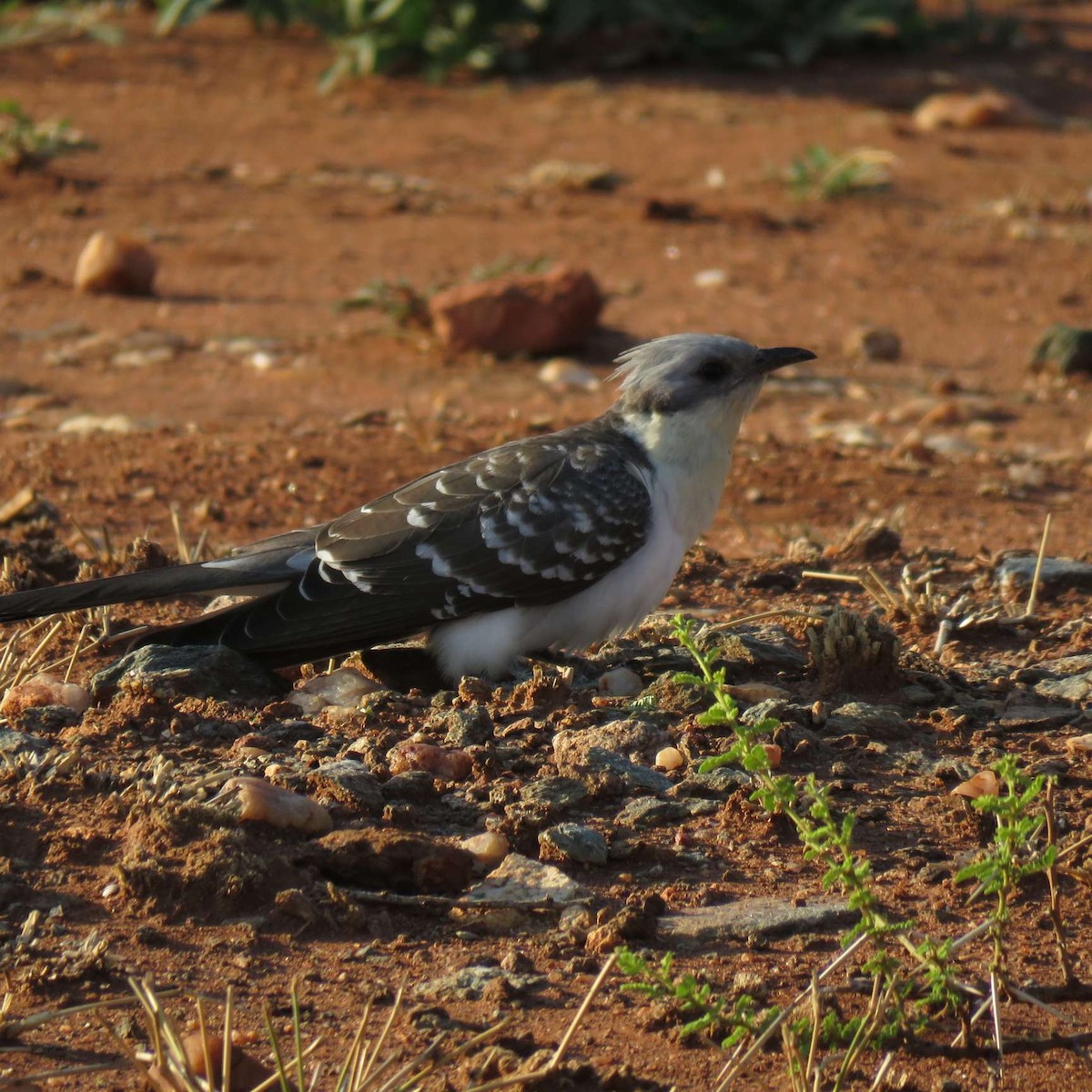 Great Spotted Cuckoo - ML595685671