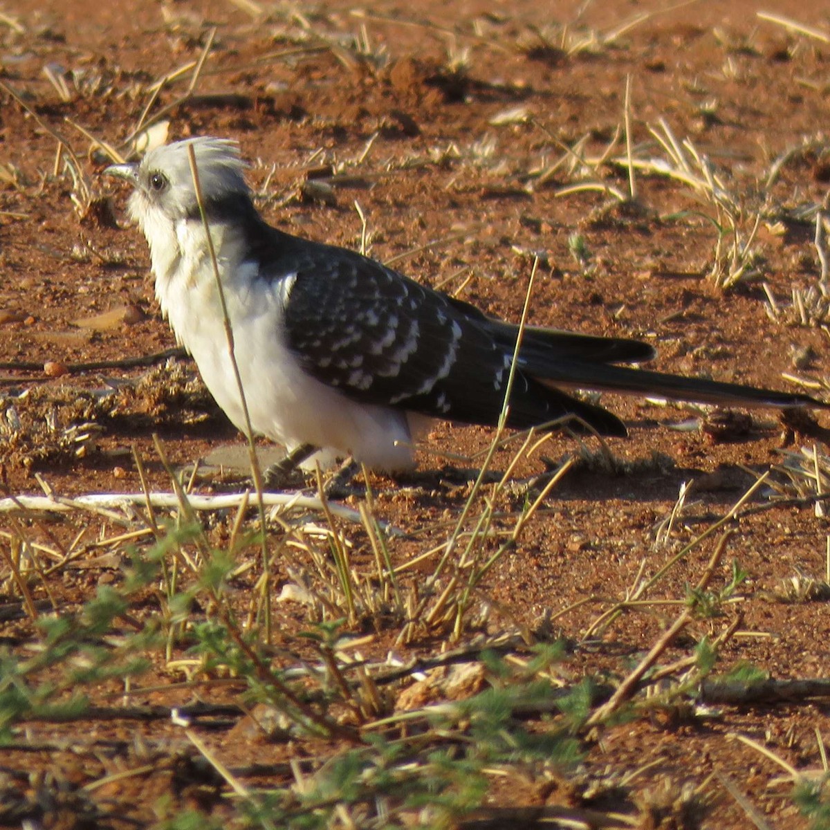 Great Spotted Cuckoo - ML595685681