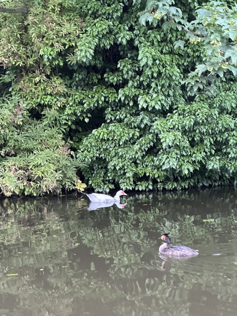 Canard musqué (forme domestique) - ML595686391