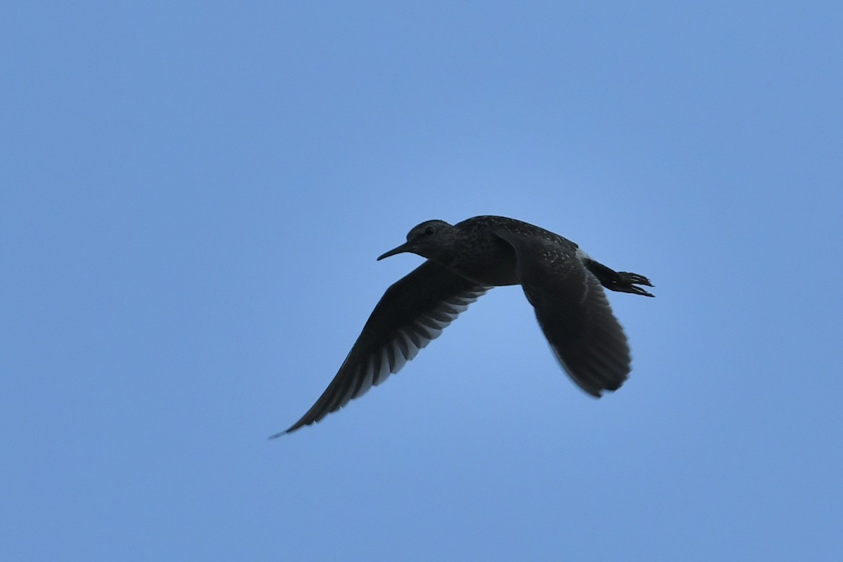 Wood Sandpiper - ML595686711