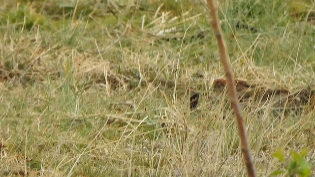 ウスベニタヒバリ - ML595687931