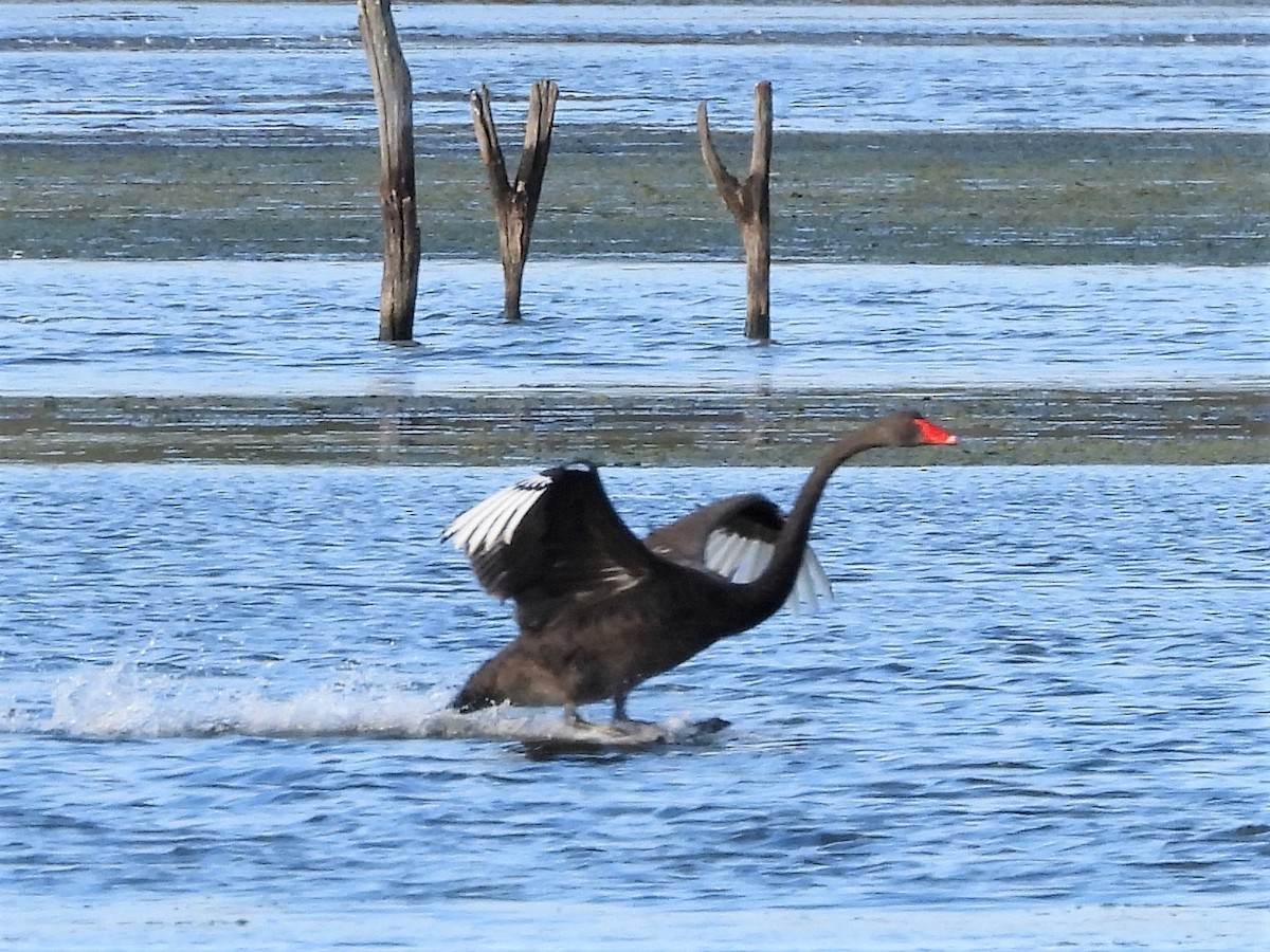 Black Swan - ML595687981