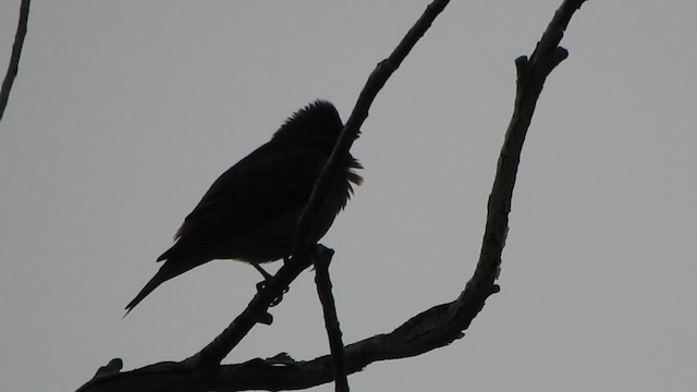 Common Rosefinch - ML595688031