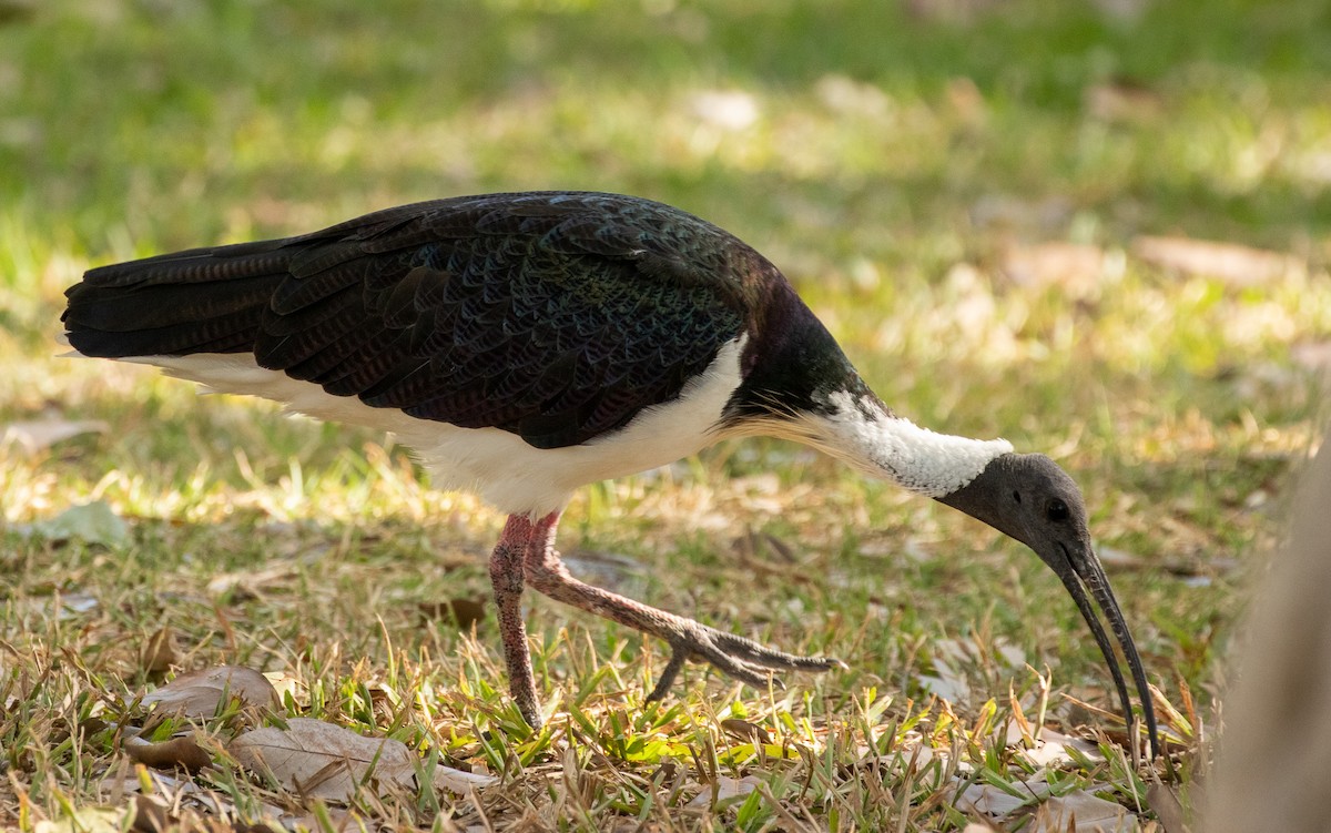 ibis slámokrký - ML595688481