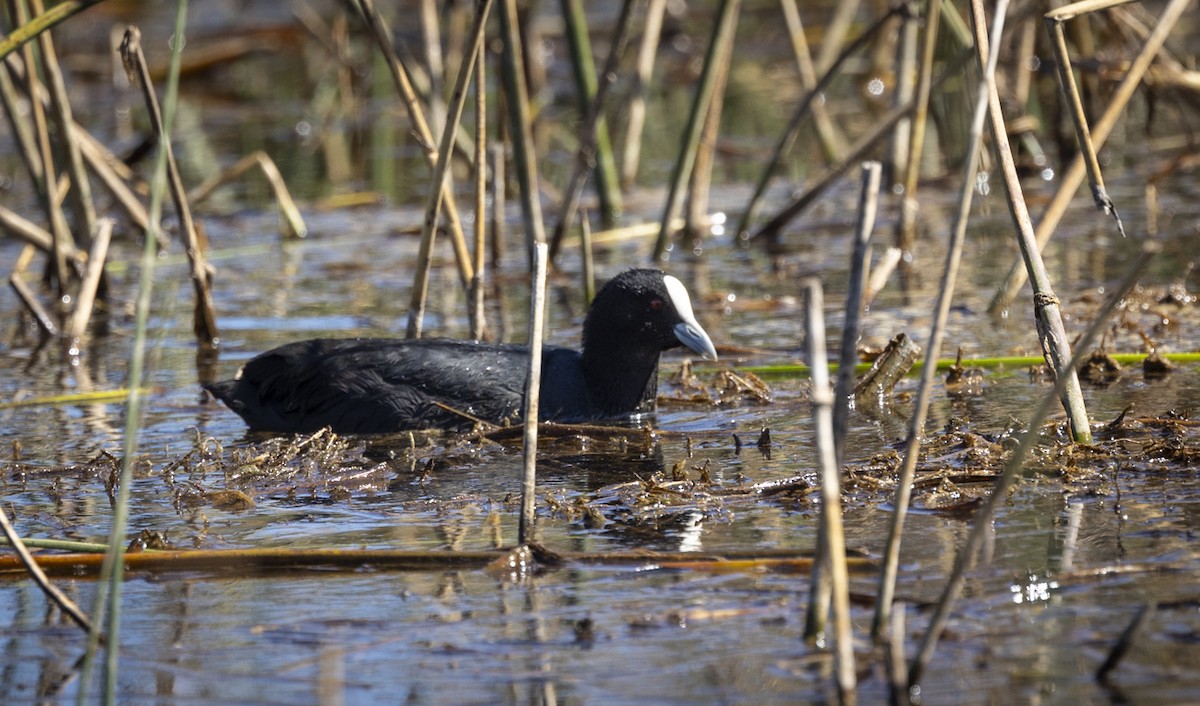 Eurasian Coot - Tanya Hattingh