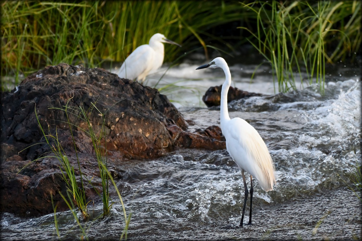 Great Egret - ML595689671