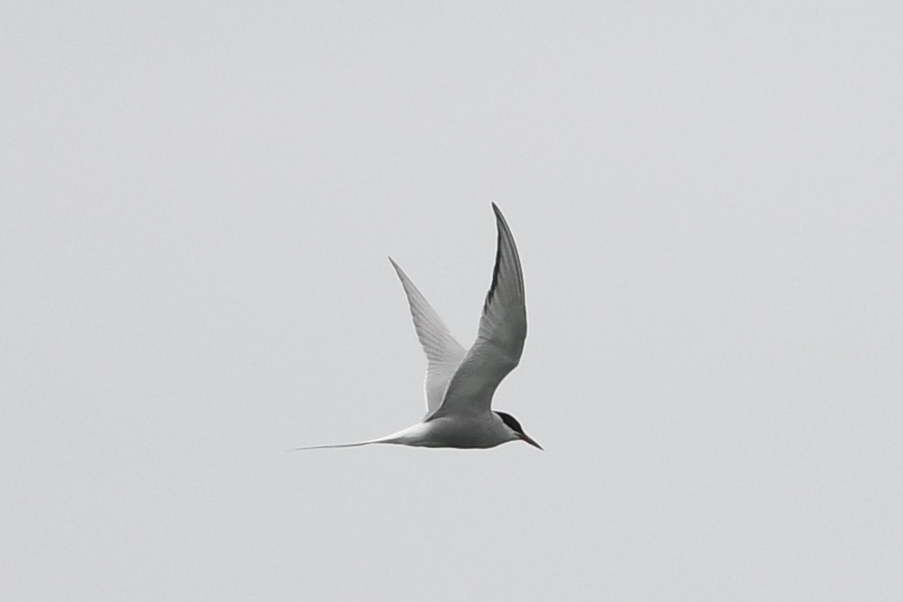 Arctic Tern - ML595689771