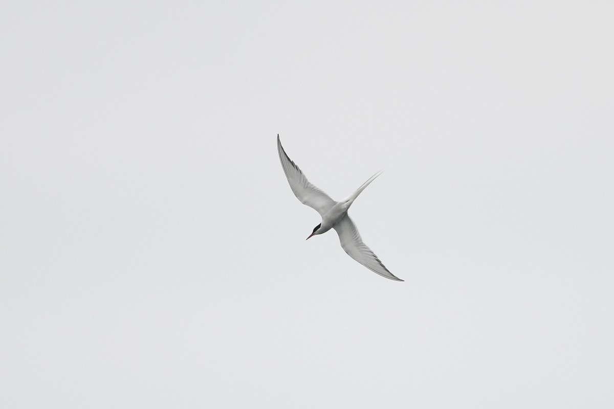 Arctic Tern - ML595689781