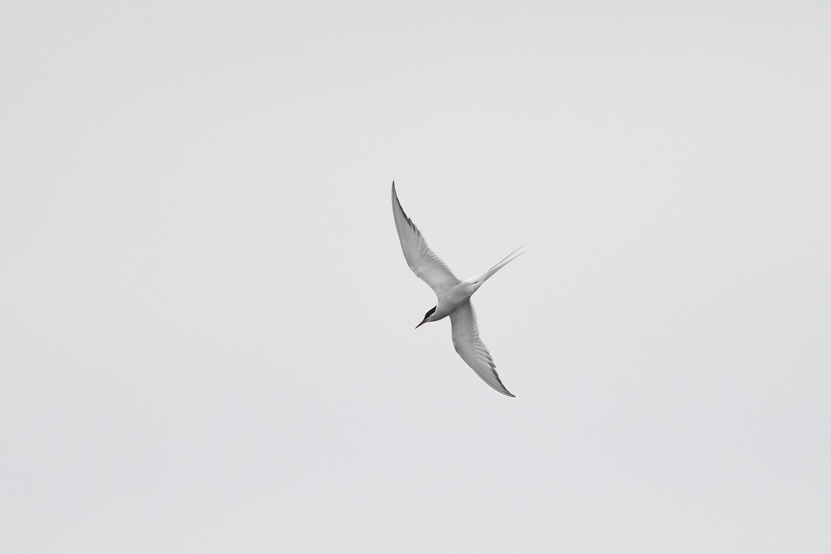 Arctic Tern - ML595689791