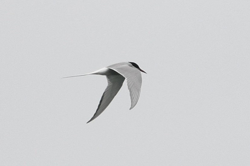 Arctic Tern - ML595689801
