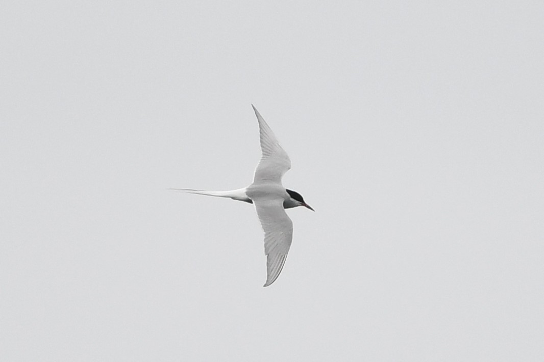 Arctic Tern - ML595689811