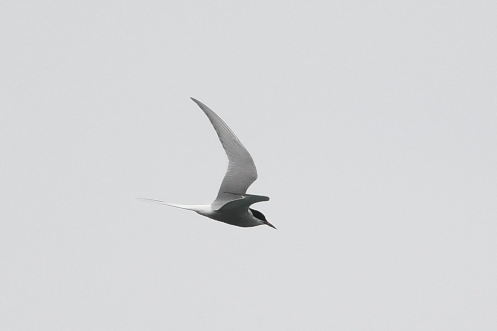 Arctic Tern - ML595689821