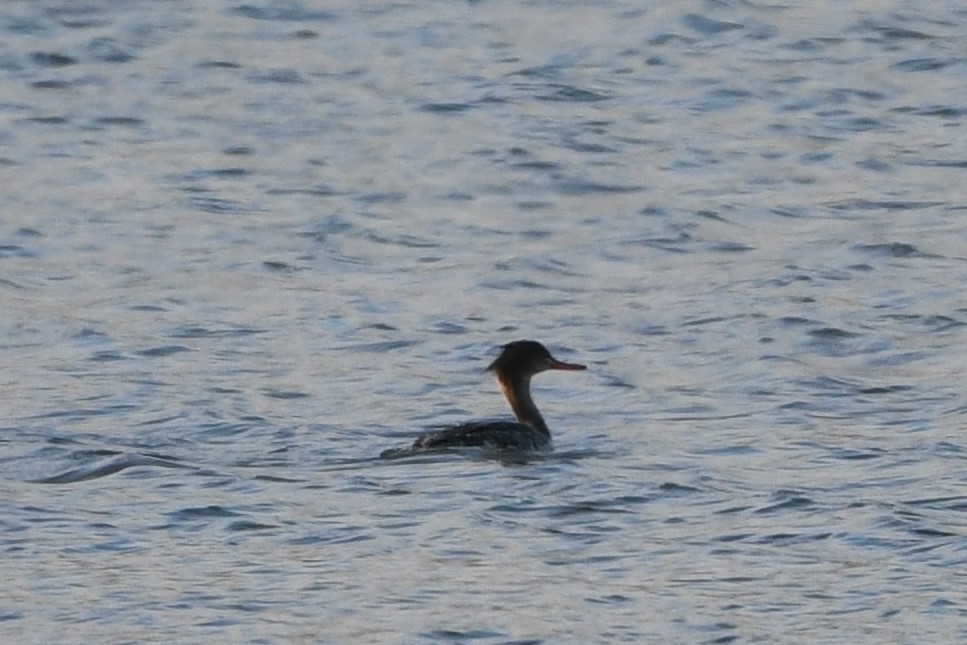 Red-breasted Merganser - Marcin Sołowiej