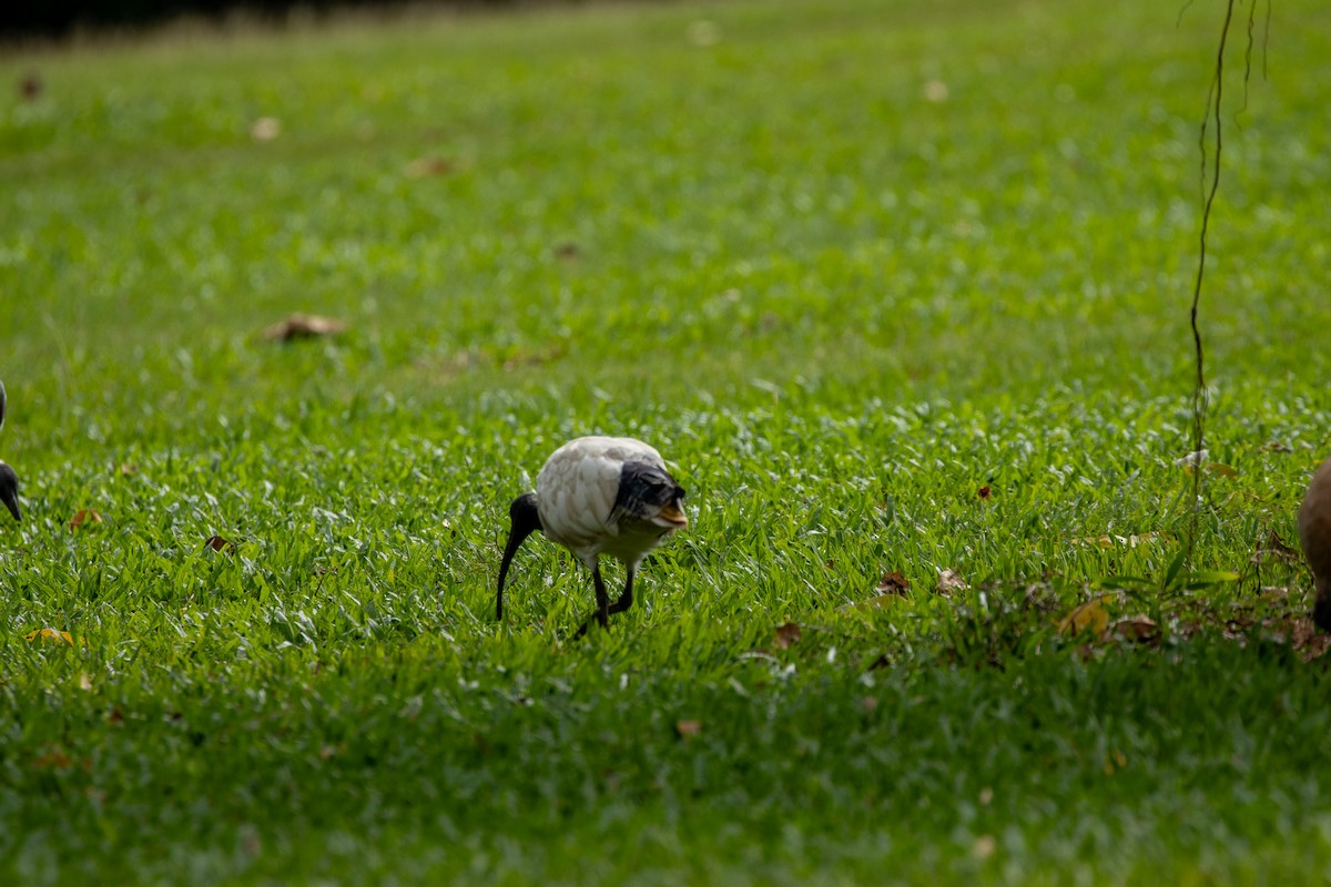 ibis australský - ML595689961