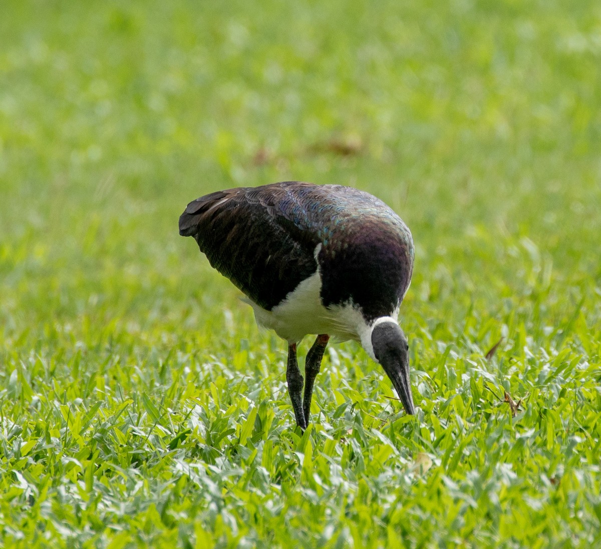 ibis slámokrký - ML595690011