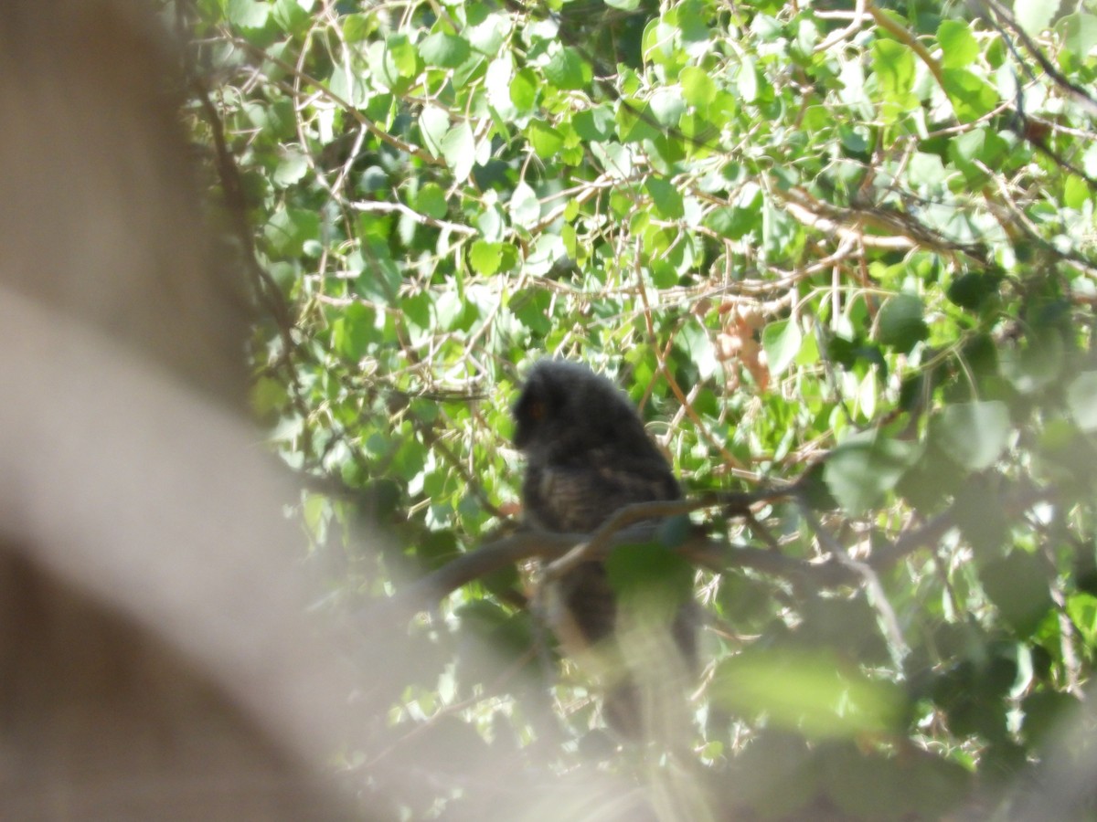 Long-eared Owl - ML595690181