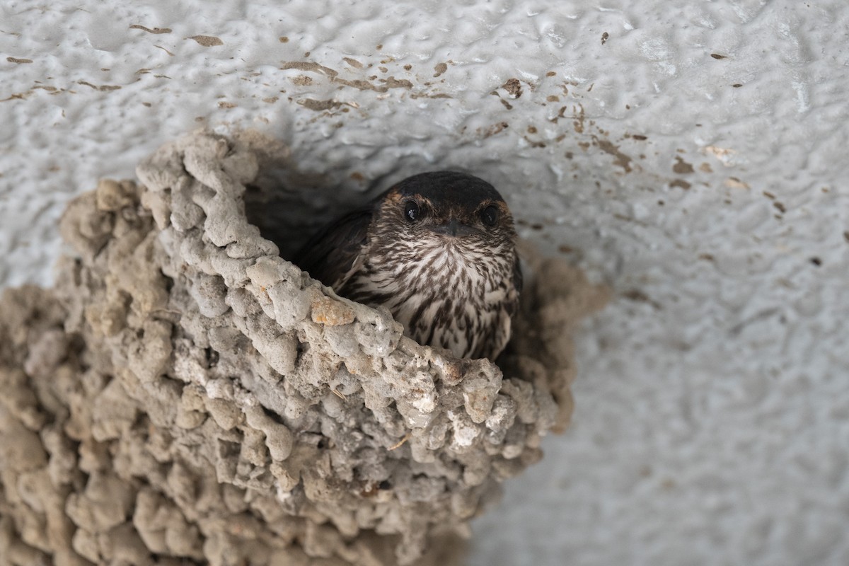 Eastern Red-rumped Swallow (Striated) - ML595690601