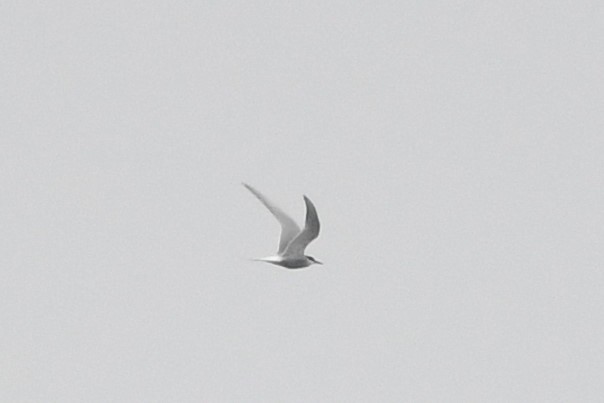 Arctic Tern - ML595691411