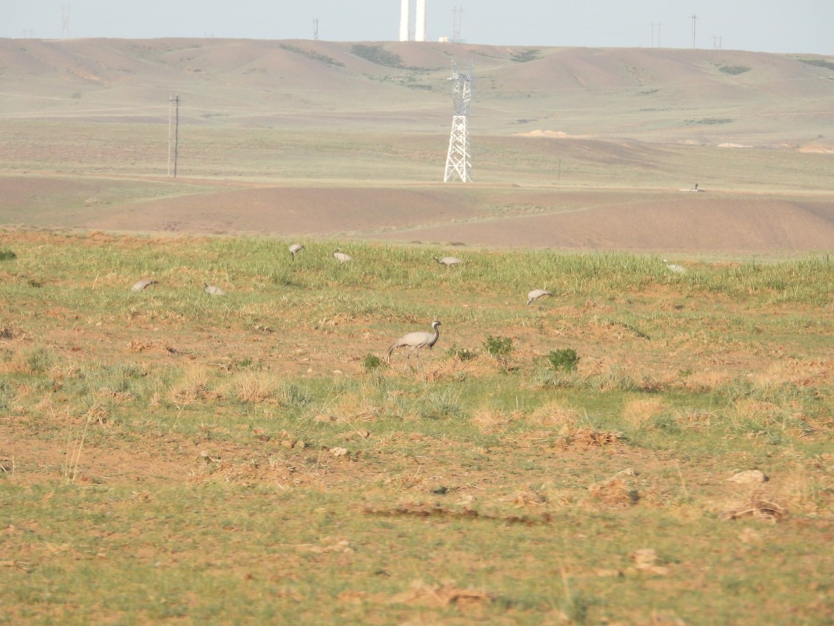 Demoiselle Crane - Yuhao Sun