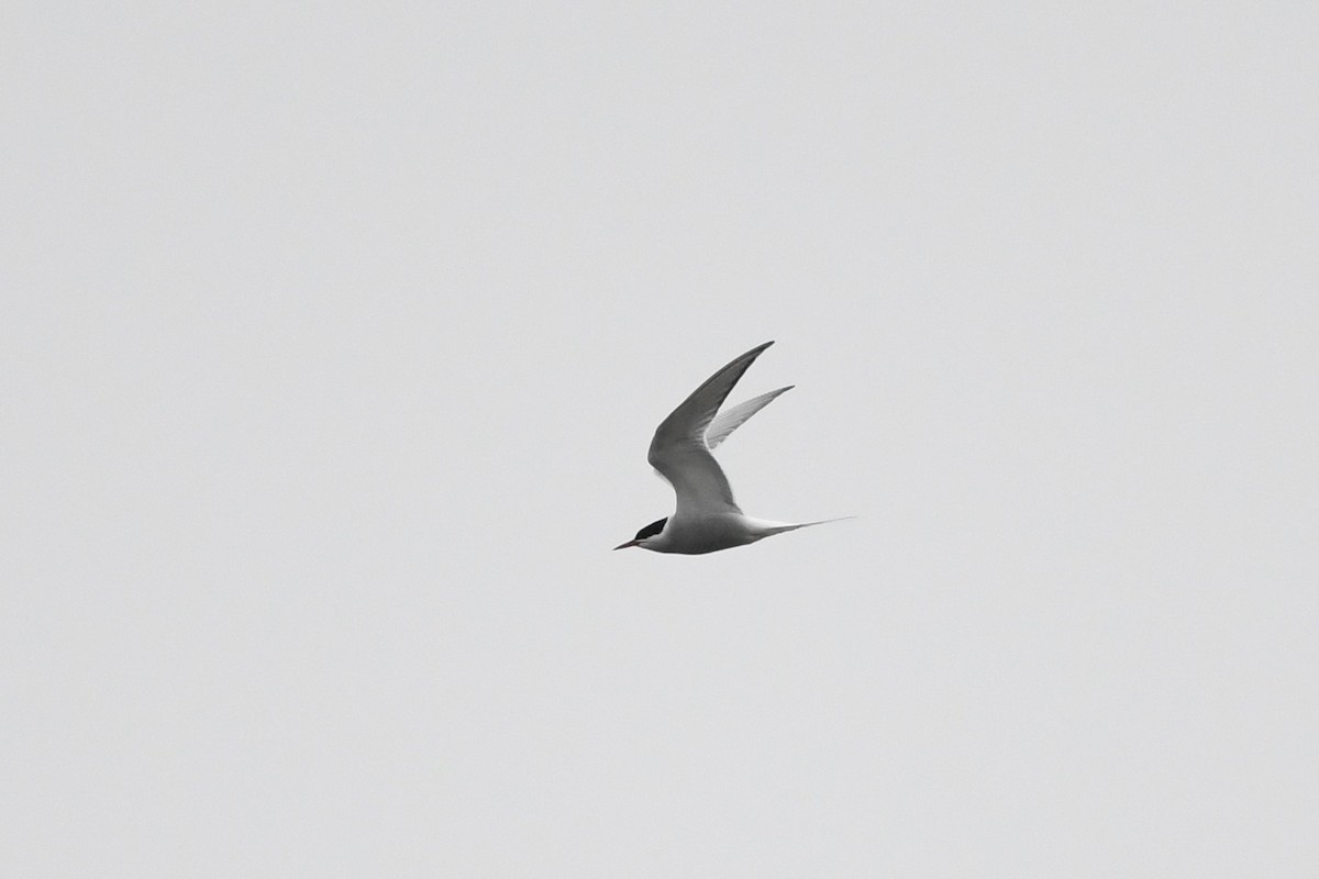 Arctic Tern - ML595691521