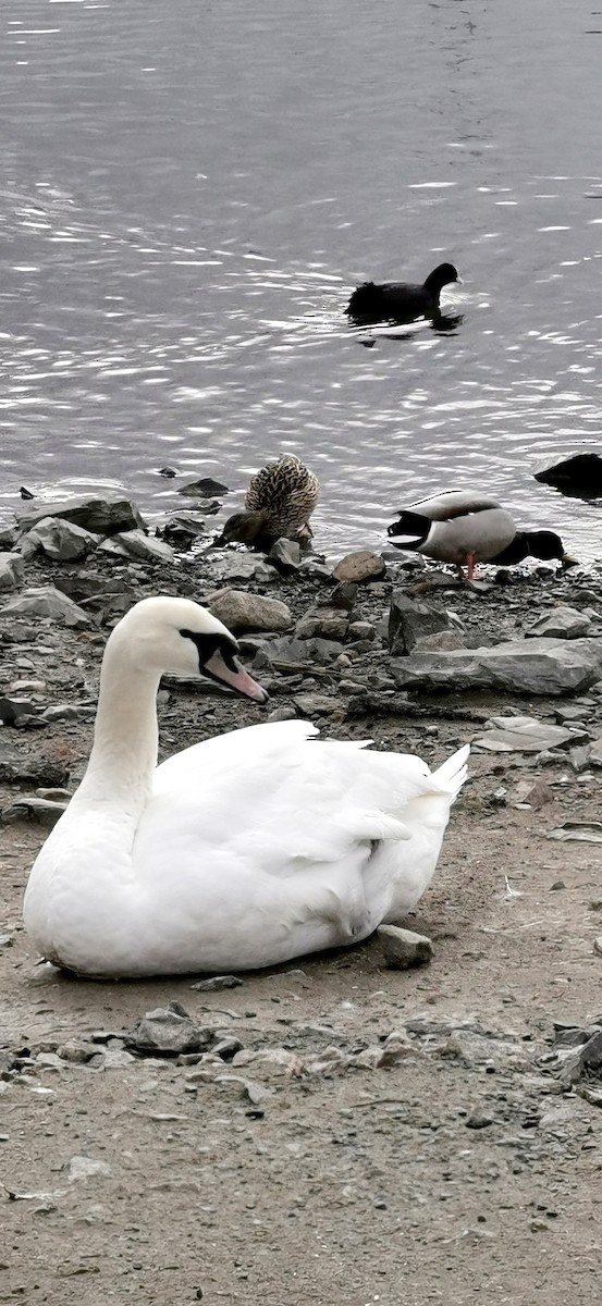 Eurasian Coot - ML595691531