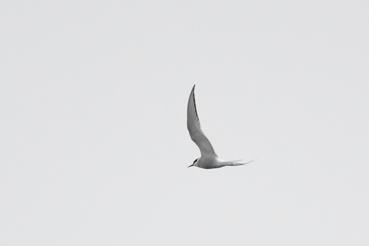 Arctic Tern - ML595691541