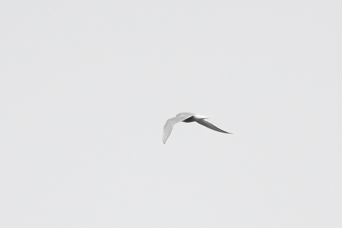 Arctic Tern - ML595691551