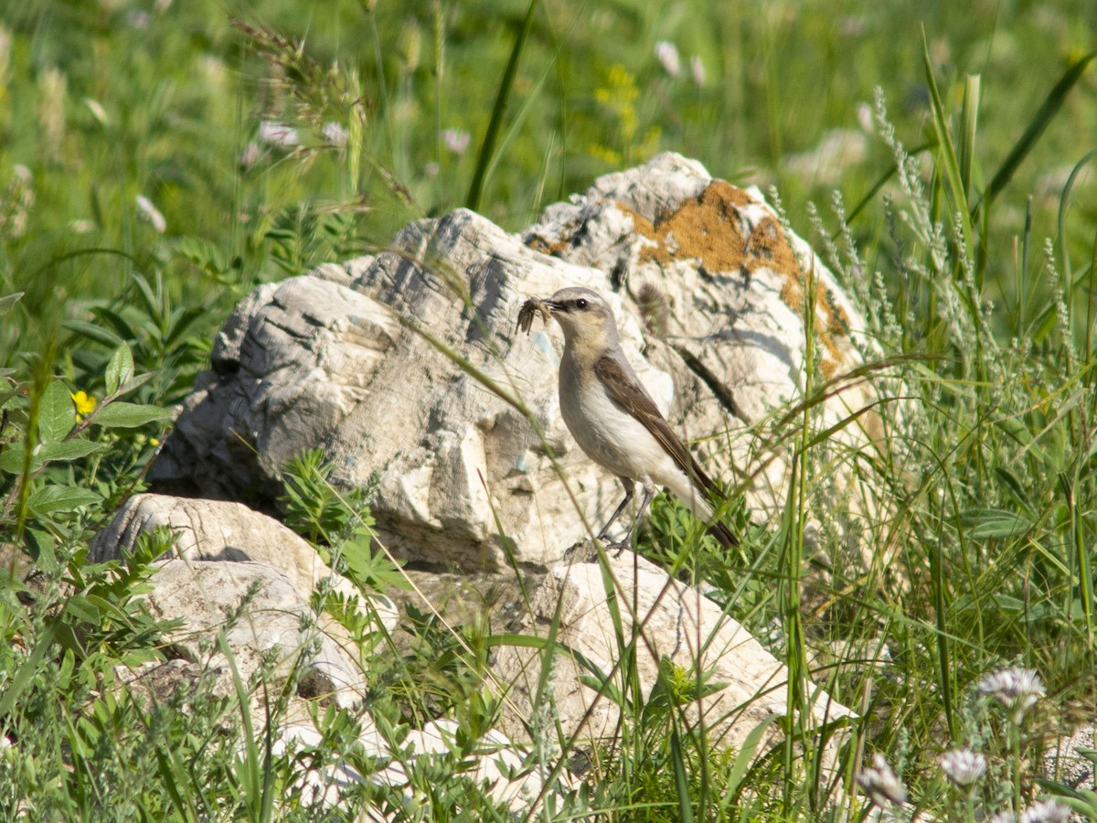 Кам’янка звичайна (підвид oenanthe/libanotica) - ML595692161