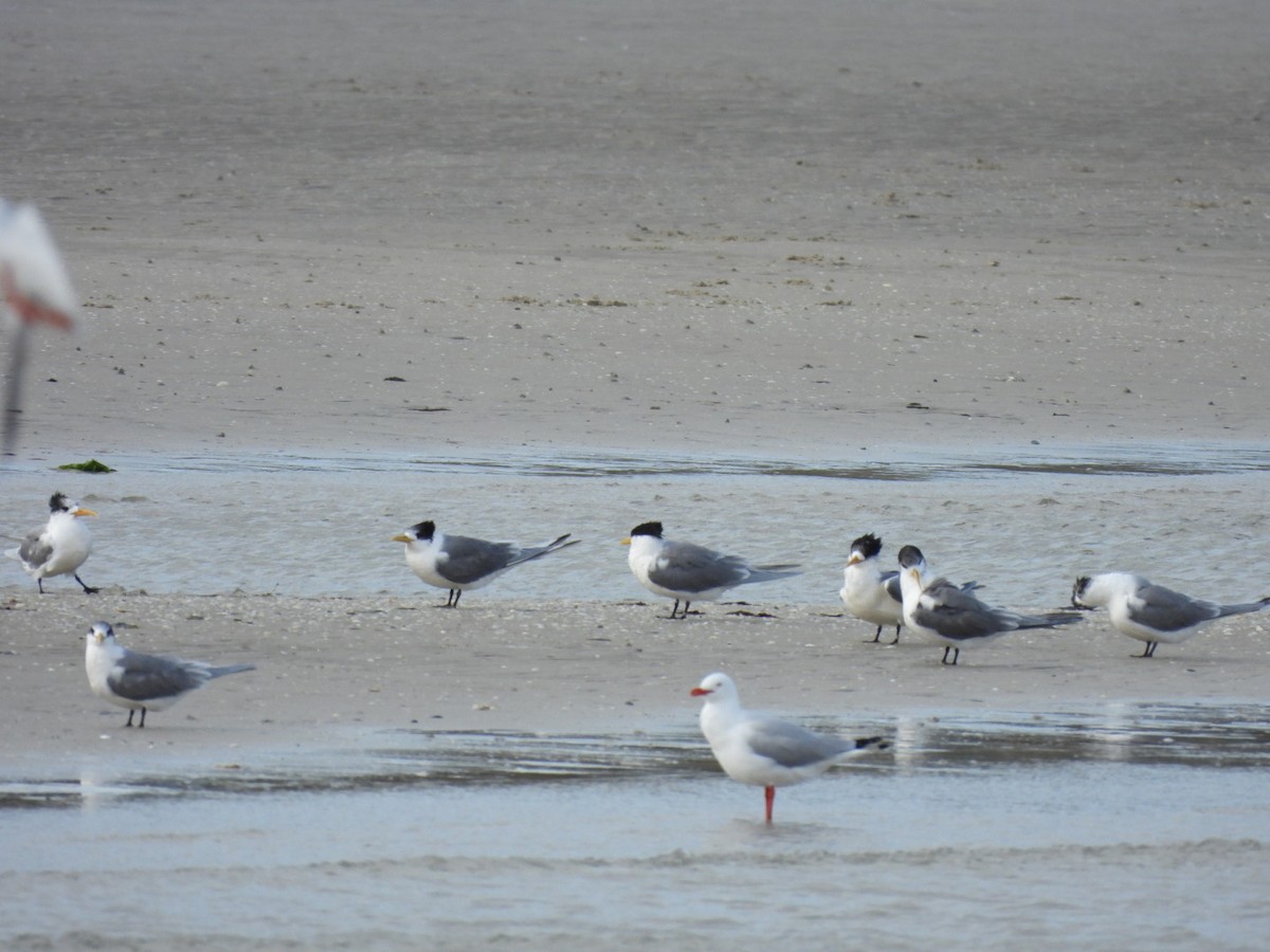 Great Crested Tern - ML595692901