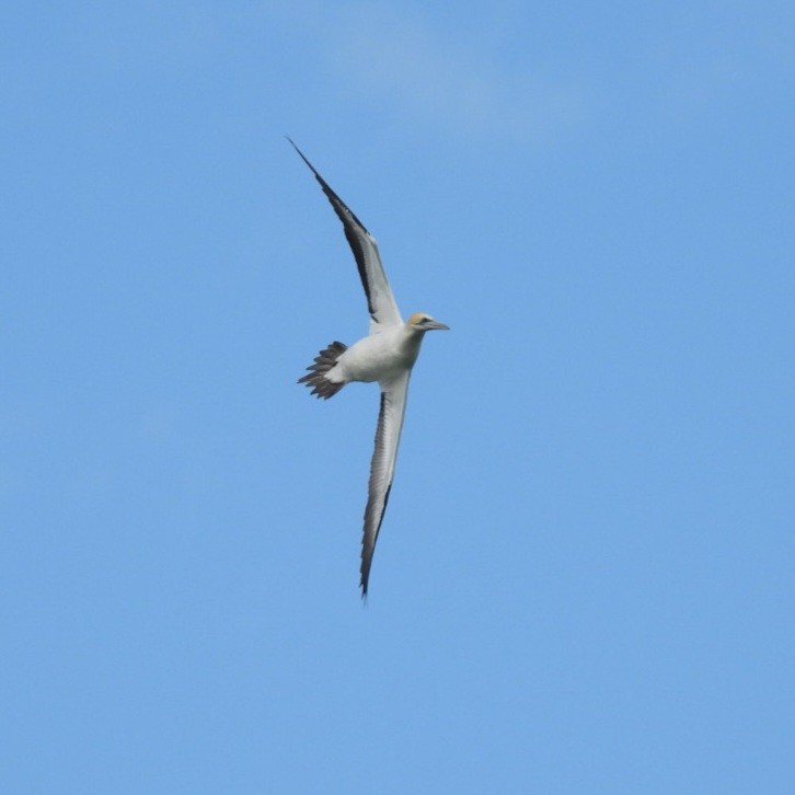 Australasian Gannet - ML595692981