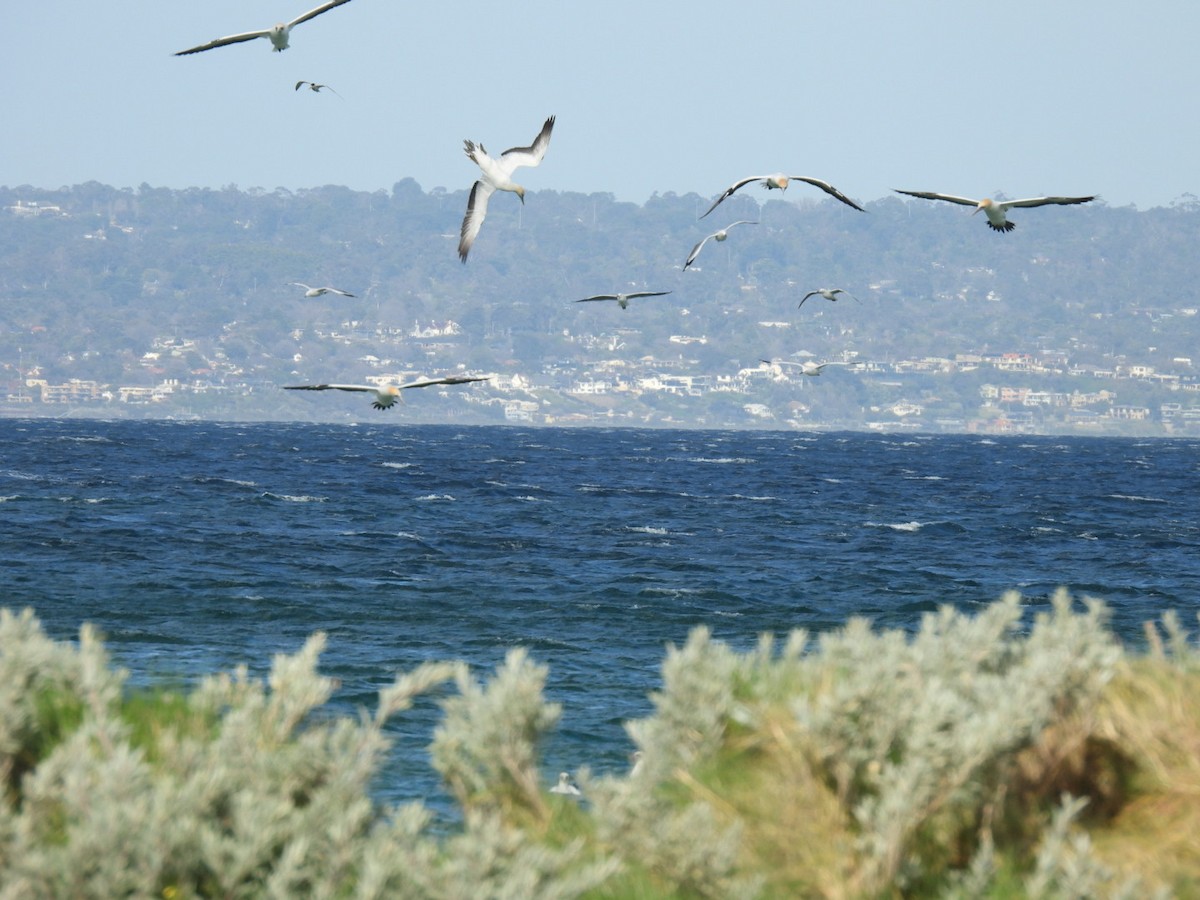 Australasian Gannet - ML595692991