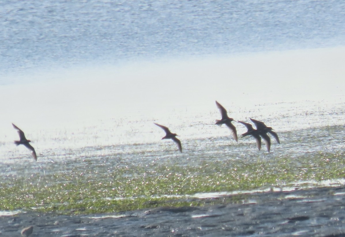 shorebird sp. - Nancy Salem