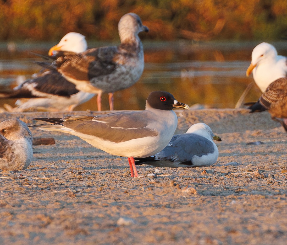 Swallow-tailed Gull - ML595693891