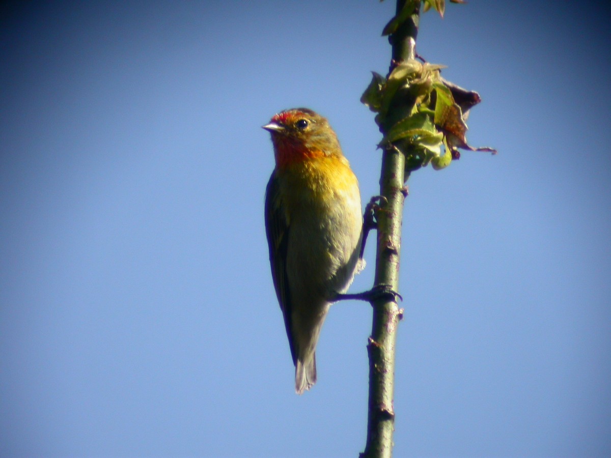 Fire-capped Tit - Woraphot Bunkhwamdi